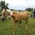 The Ins and Outs of Horse Rescue Organizations